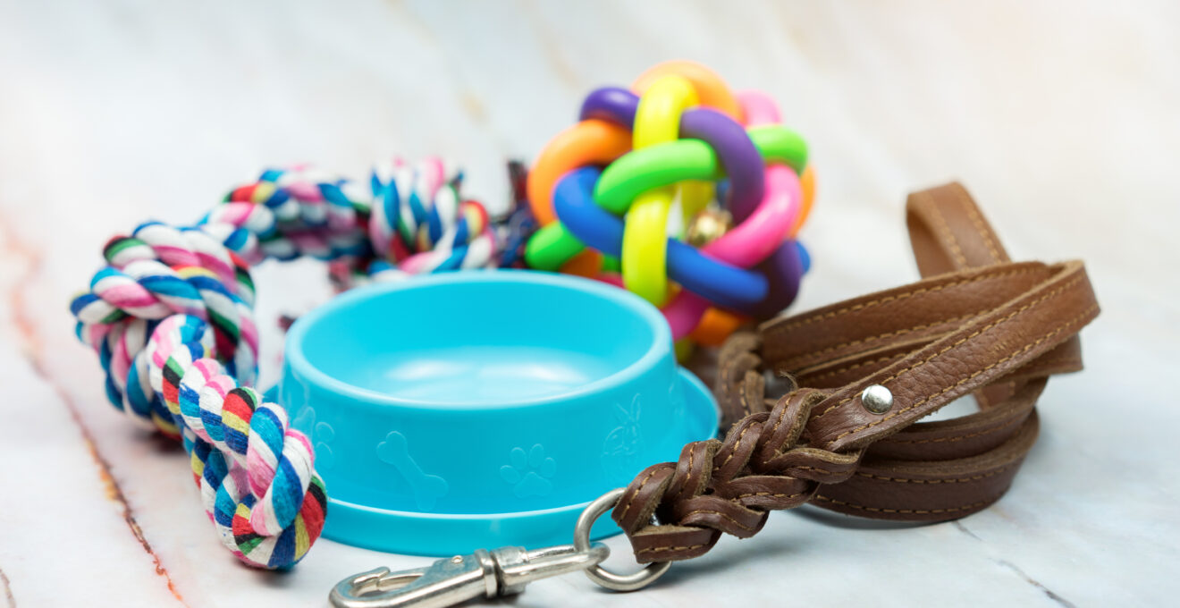 Accessoires pour chien