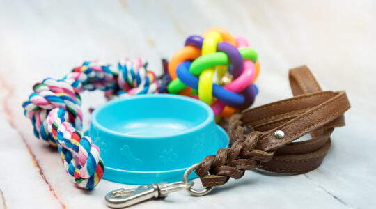 Accessoires pour chien